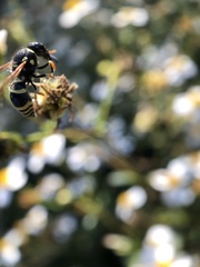 Ancistrocerus bustamente