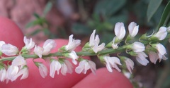 Melilotus albus