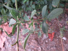 Melilotus albus