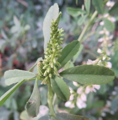 Melilotus albus