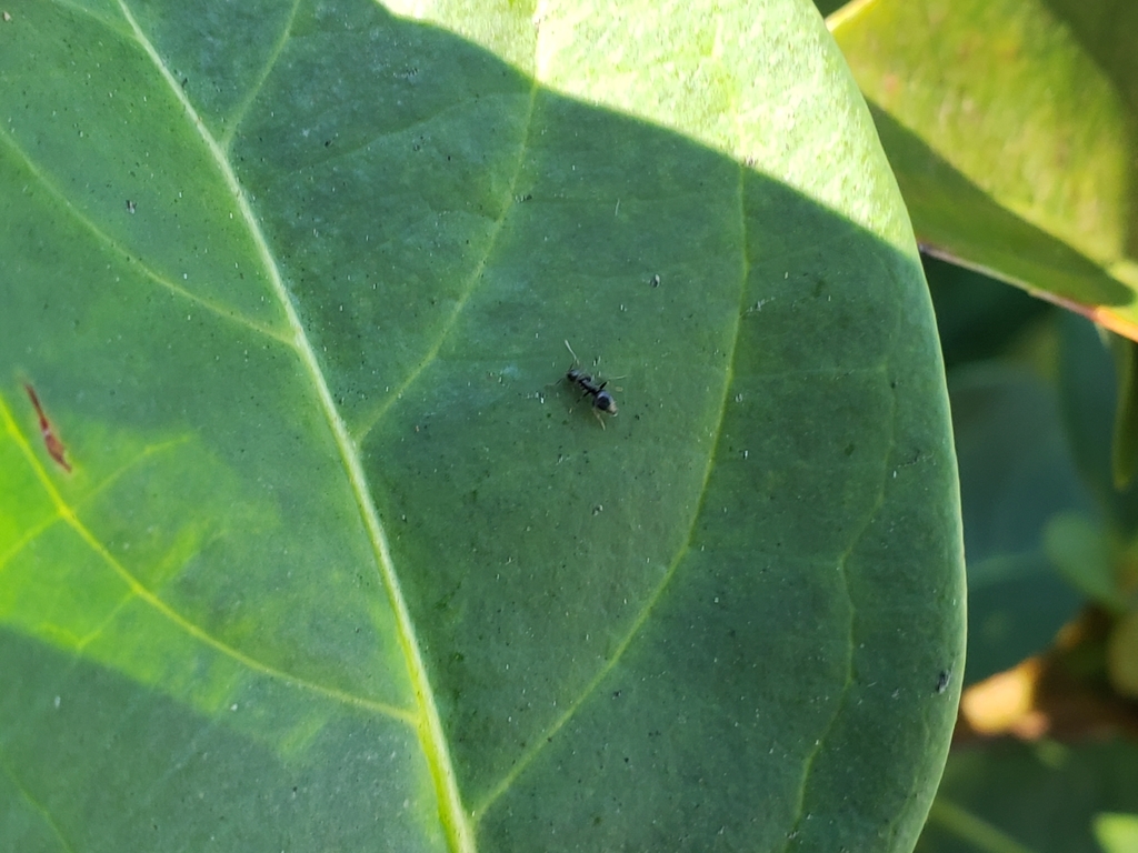 Ant