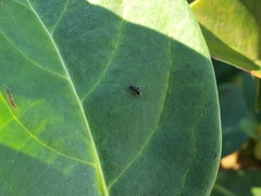 Technomyrmex difficilis