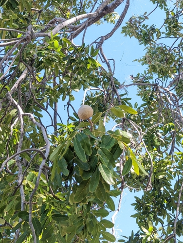 desert nut (Owenia reticulata)