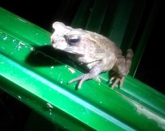 Ingerophrynus celebensis