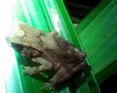 Ingerophrynus celebensis