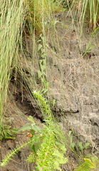 Dioscorea burchellii