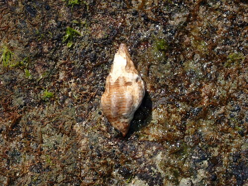 Peristernia ustulata observed 2023-05-04