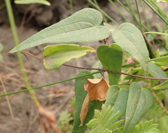 Dioscorea burchellii