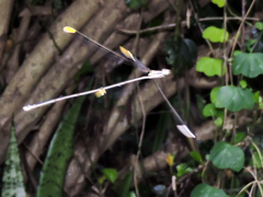 Mecistogaster ornata