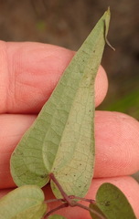 Dioscorea burchellii
