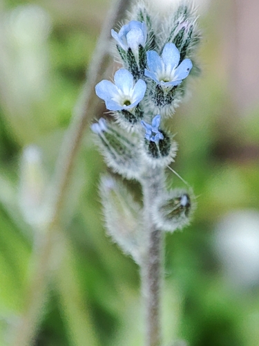 Smiltyninė neužmirštuolė nuotrauka