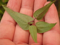 Dioscorea burchellii