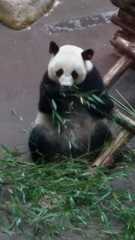 Ailuropoda melanoleuca