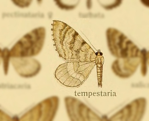 Colostygia tempestaria