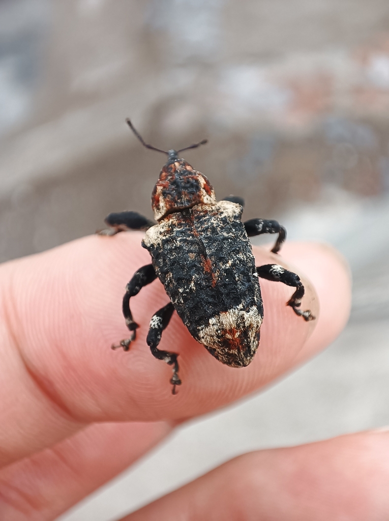 Eucryptorrhynchus scrobiculatus from Baoding, CN-HB, CN on May 5, 2023 ...