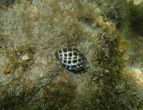 Arakawania marginalba