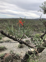 Psittacanthus sonorae