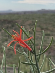 Psittacanthus sonorae