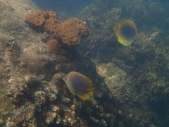Chaetodon aureofasciatus