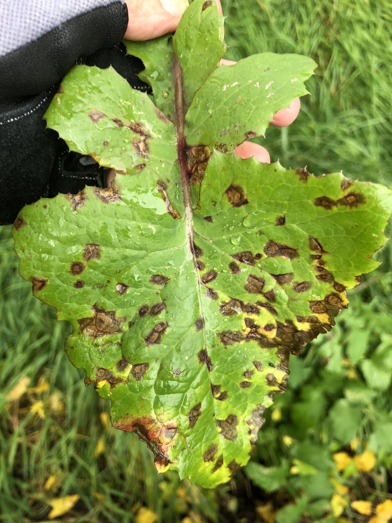 Alternaria sonchi