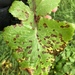 Alternaria - Photo (c) Susan J. Hewitt, some rights reserved (CC BY-NC), uploaded by Susan J. Hewitt