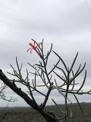 Psittacanthus sonorae