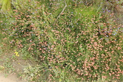 Indigofera erecta