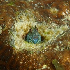Blenniidae