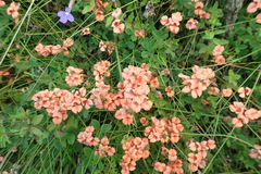 Indigofera erecta