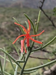 Psittacanthus sonorae