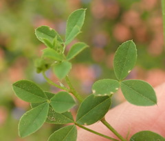 Indigofera erecta