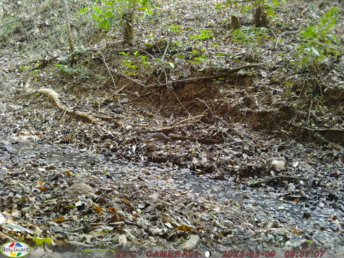 Indochinese Ground Squirrel