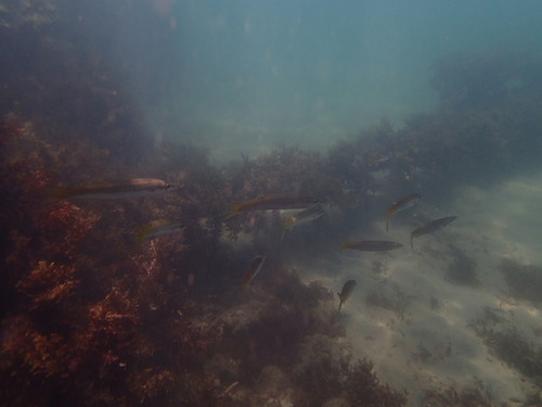 Barracudas (Sphyraena flavicauda) — Sphyraenidae — 4