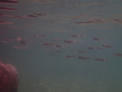 Atheriniformes