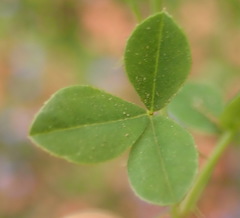 Indigofera erecta