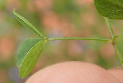 Indigofera erecta