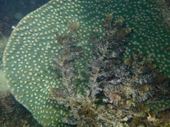 Duncanopsammia peltata