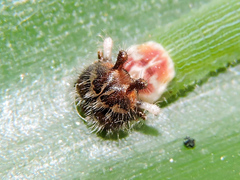 Dynastor darius stygianus