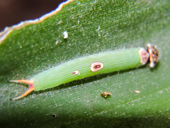 Dynastor darius stygianus