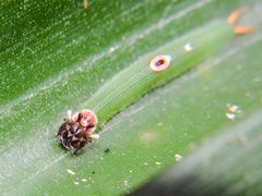 Dynastor darius stygianus