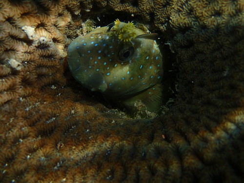 Istiblennius meleagris
