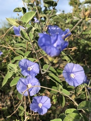 Jacquemontia abutiloides