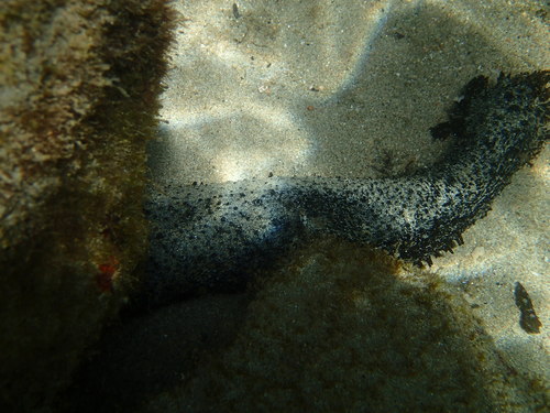 Holothuria leucospilota