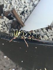 Megacyllene caryae