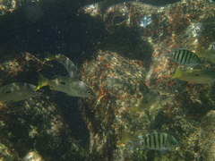 Abudefduf bengalensis