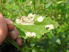 Chrysoesthia sexguttella