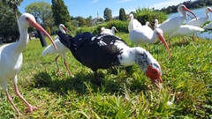 Cairina moschata domestica