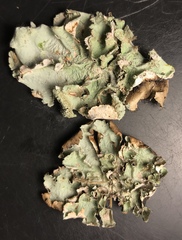 Parmotrema subrigidum