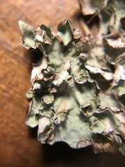 Parmotrema subrigidum