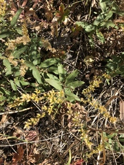 Solidago nemoralis decemflora